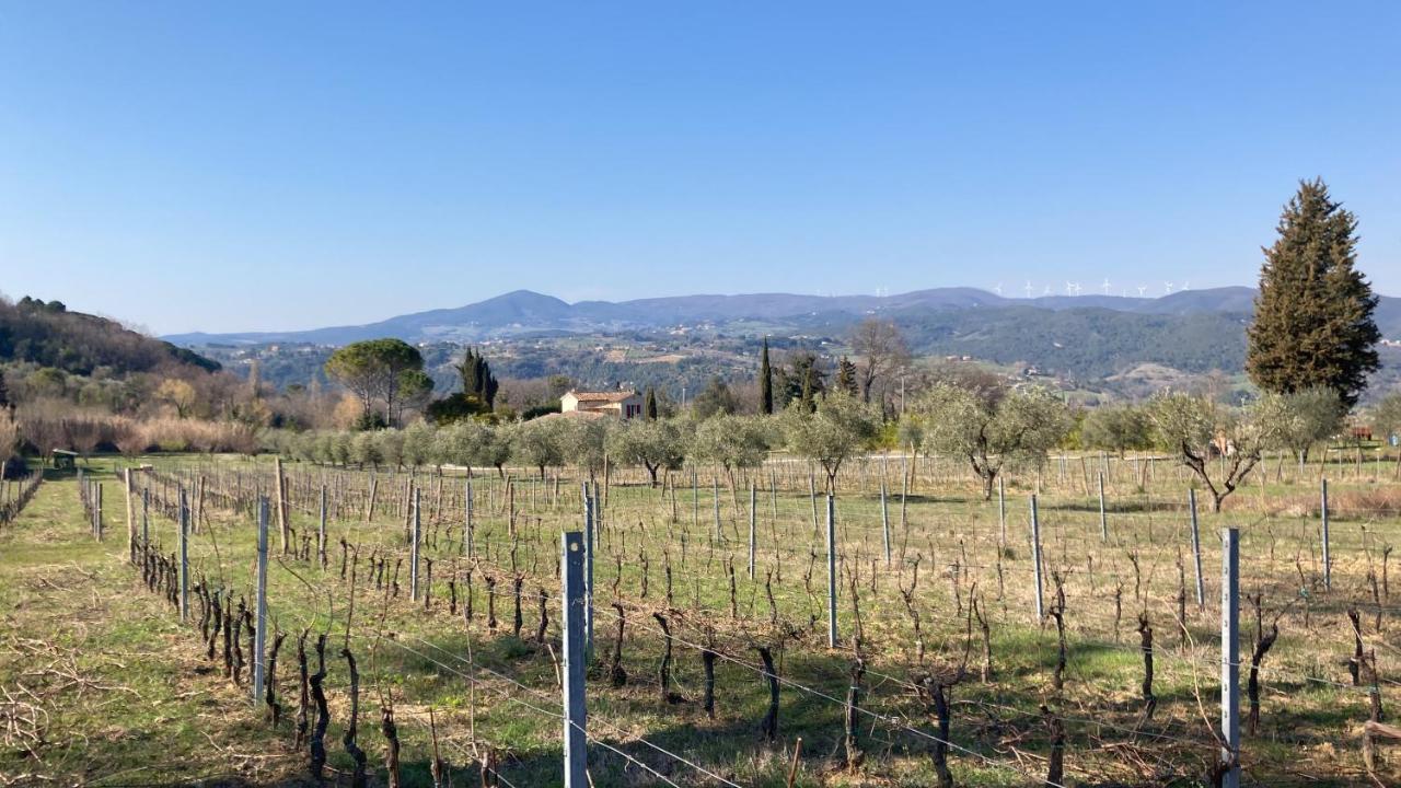 Le Giuncaie - Vigna con alloggio Villa Montescudaio Esterno foto